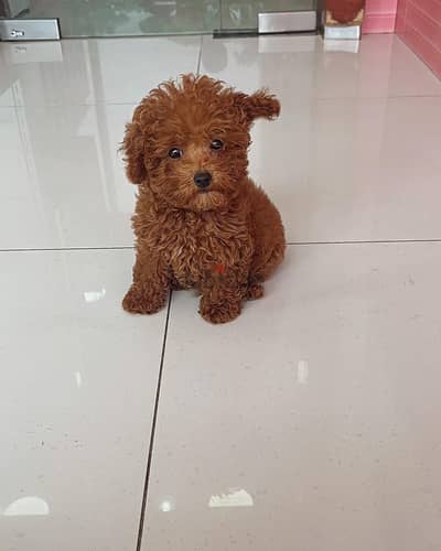 Toy Poodle