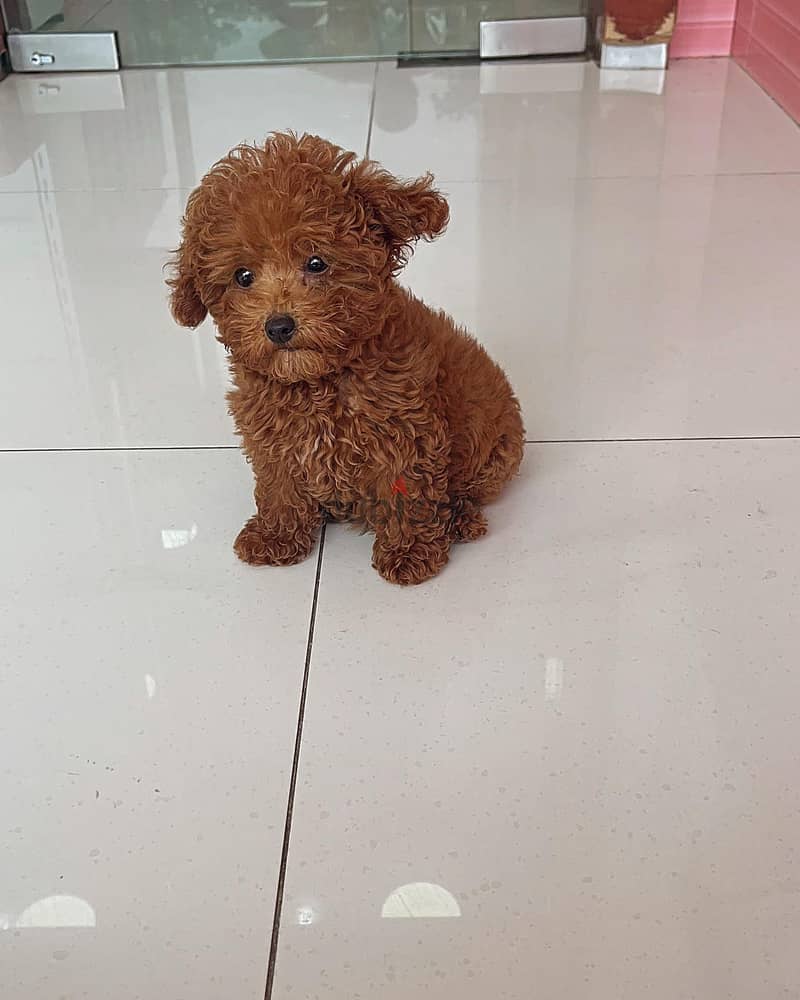 Toy Poodle 1