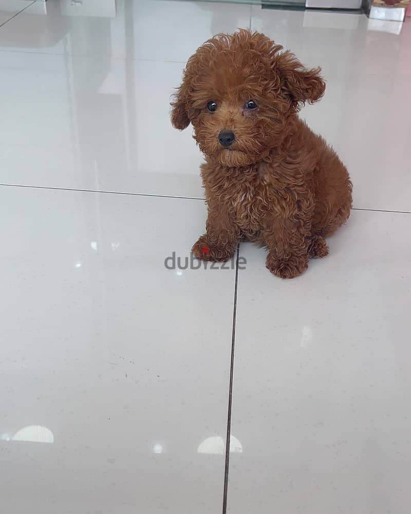 Toy Poodle 2