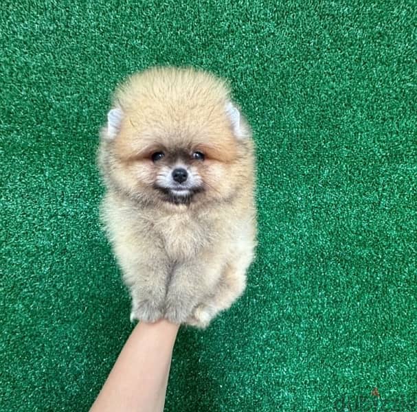 Mini. pom. puppy for sale. WhatsApp me +14847189164‬ 0