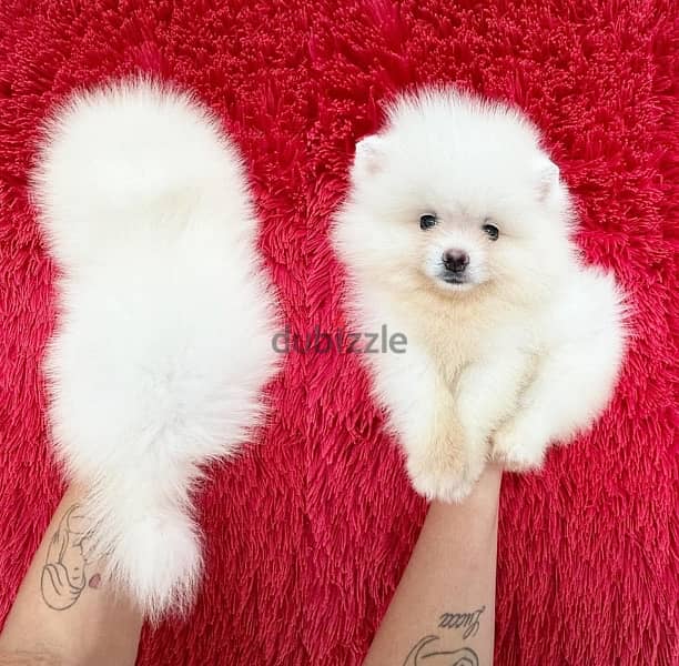 Cute pom puppy for sale. WhatsApp me ‪+19087684279‬ 0