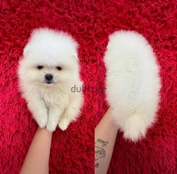 Tcup White PoMeranian for sale 0