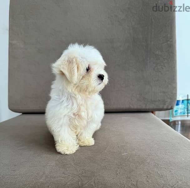 MalTese puppy for sale 0