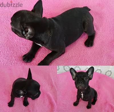 French Bulldog for sale