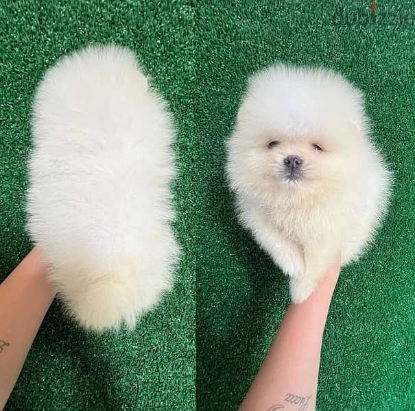 White  Tcup Pomeranian for sale 0