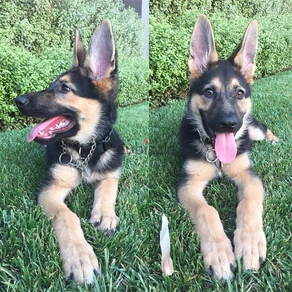 German Shepherd puppy for sale 0