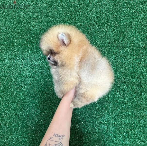 Tcup pomeranian puppy  for sale. WhatsApp me ‪ +1 (484) 718‑9164‬ 0