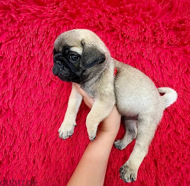 Excellent  Pug for sale 0