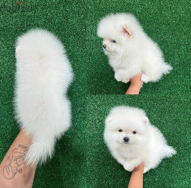 Trained Female Pomeranian puppy 0