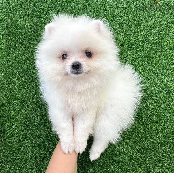 Male POmeranian for sale 0