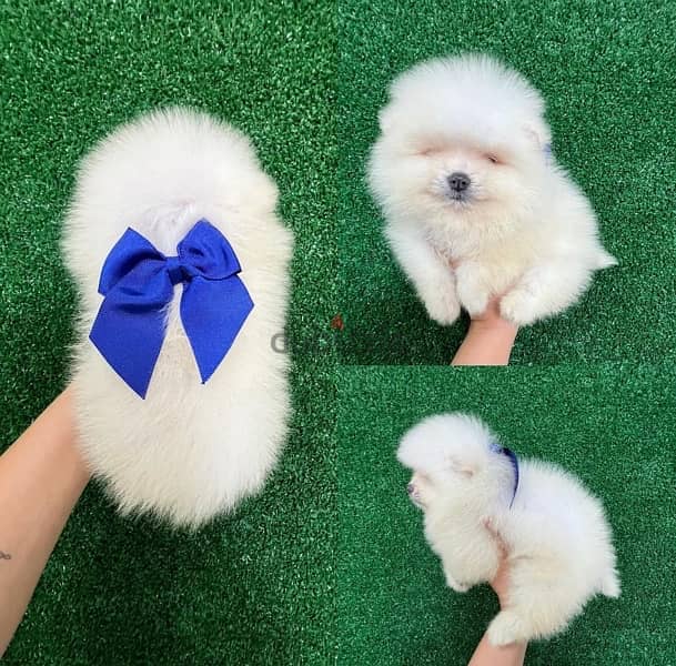 Purebred  Pomeranian ready for sale 0