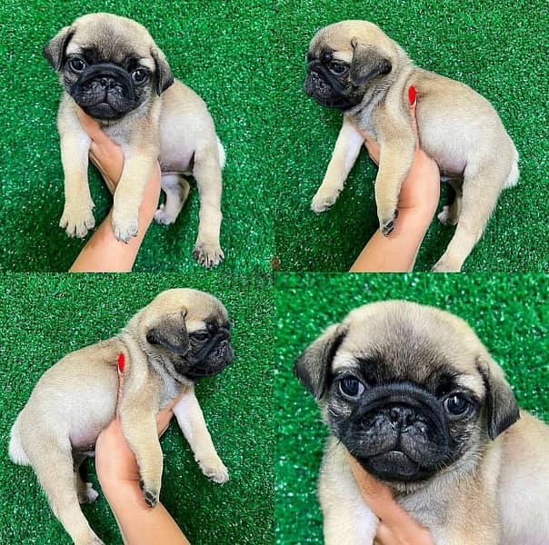 Pug puppy . WhatsApp me ‪ +1 (484) 718‑9164‬ 0