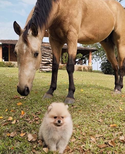 Cream Purebred Pomeranian puppy 0