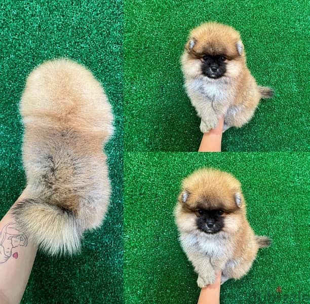 Cream Male Pomeranian-WhatsApp me ‪ +1 (484) 718‑9164‬ 0