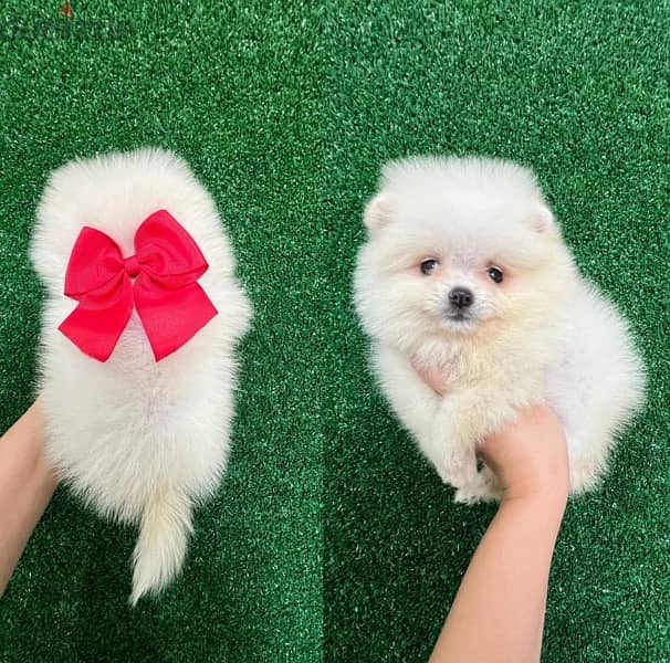 Tea Cup Pomeranian pup's for sale . 0