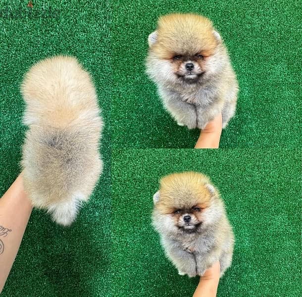 Tea Cup Pomeranian for sale .   WhatsApp me +1 (908) 768‑4279 0