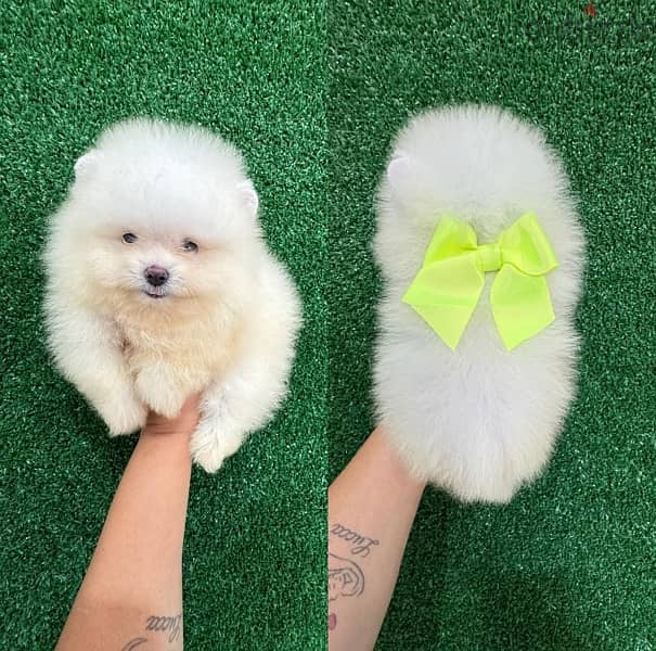 Home Trained Pomeranian for sale 0