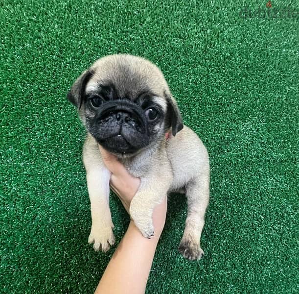 Purebred  Pug puppy for sale 0