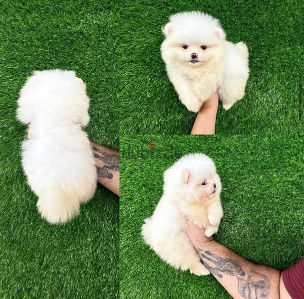 Tea Cup Pomeranian puppy for sale 0