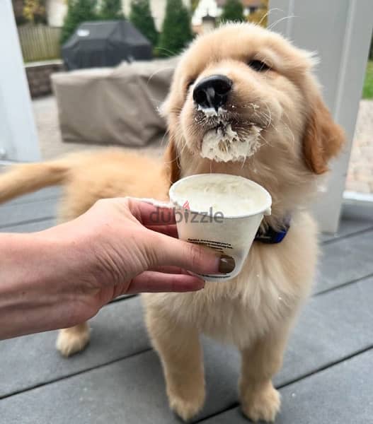 Golden retriever puppy 0