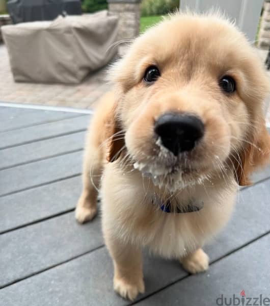 Golden retriever puppy 1