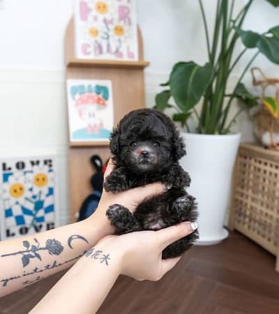 Tea Cup Black Poodle for sale