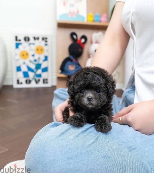 Tea Cup Black Poodle for sale 1