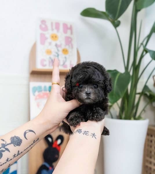 Tea Cup Black Poodle for sale 2