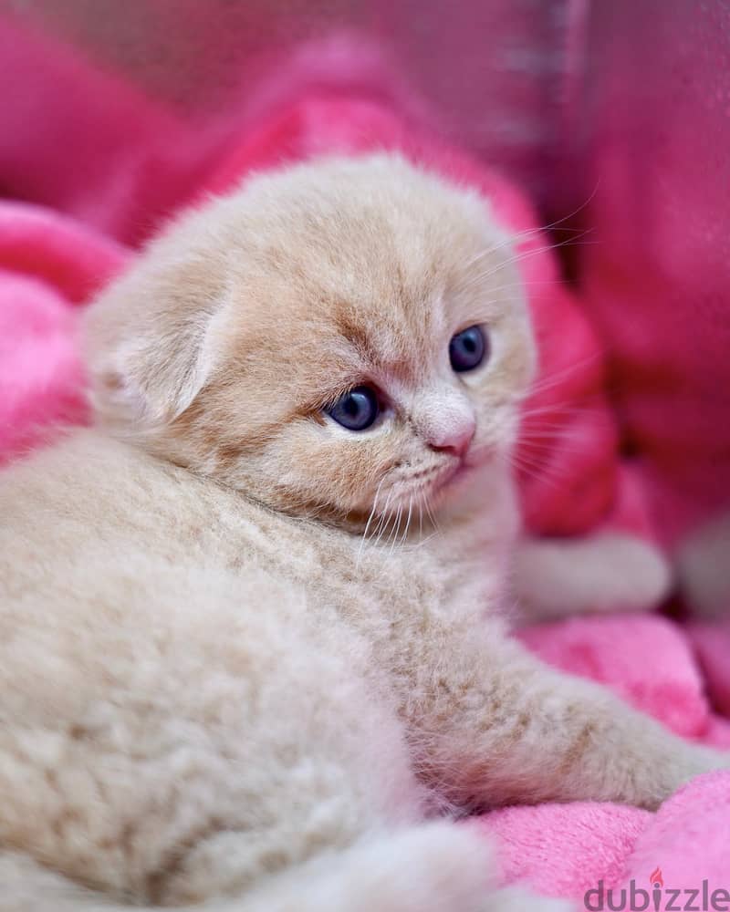 Scottish Fold Kitten 0