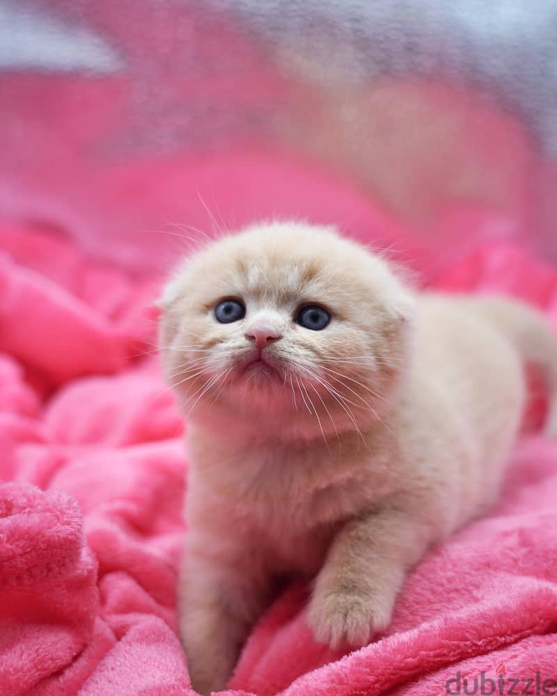 Scottish Fold Kitten 1