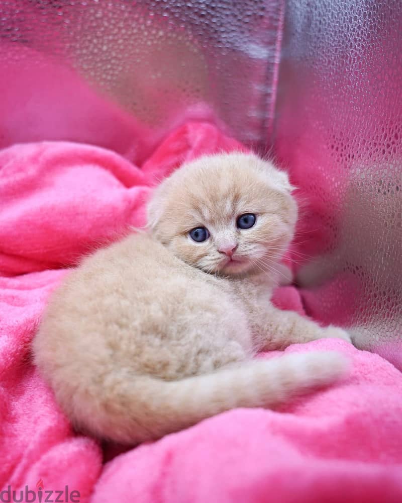 Scottish Fold Kitten 2