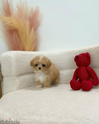 Maltipoo