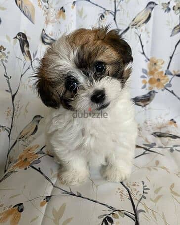 shih_tzu puppies for sale