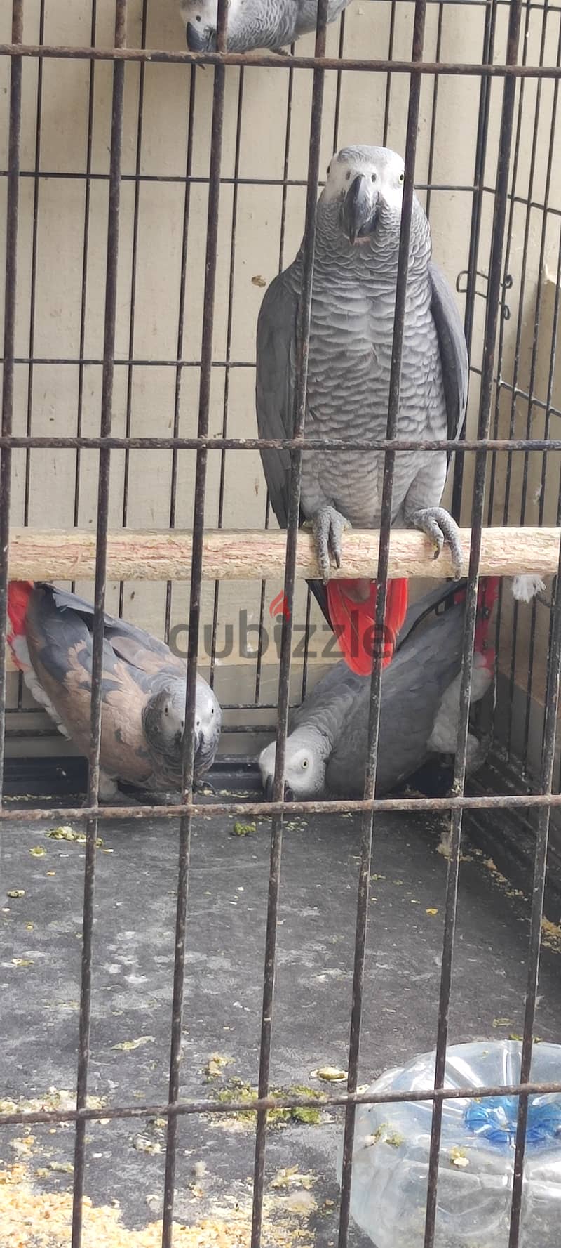 Africa grey parrot available 0