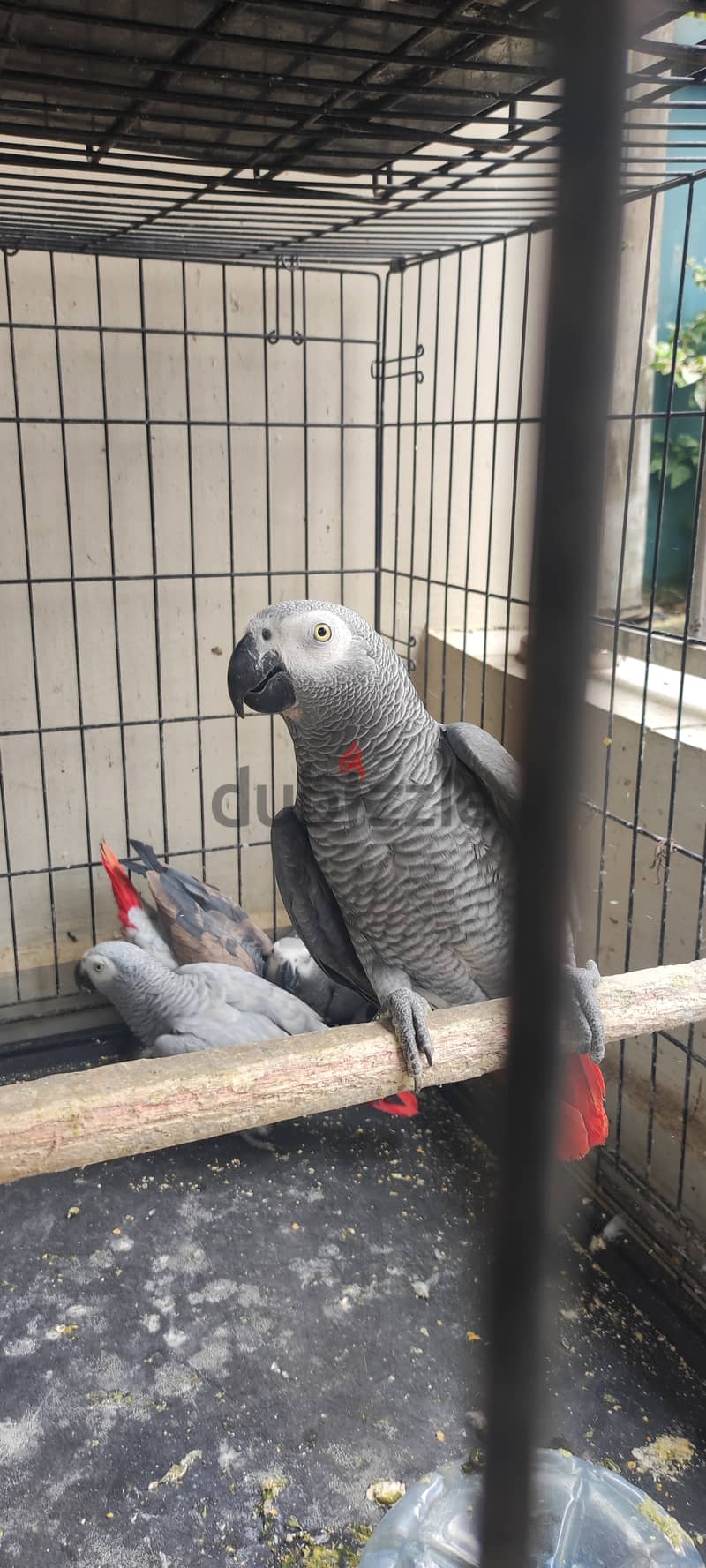 Africa grey parrot available 2