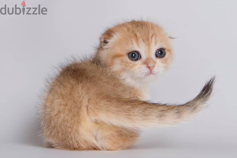 Munchkin Kitten 0