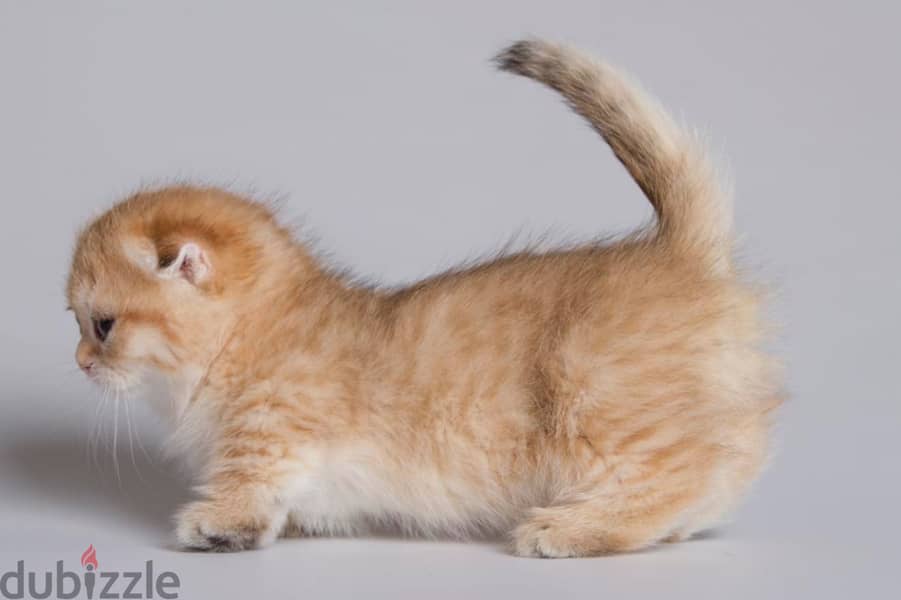 Munchkin Kitten 1