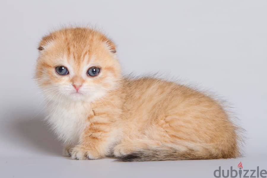 Munchkin Kitten 2