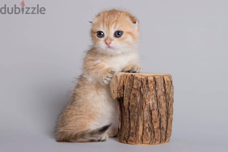 Munchkin Kitten 3