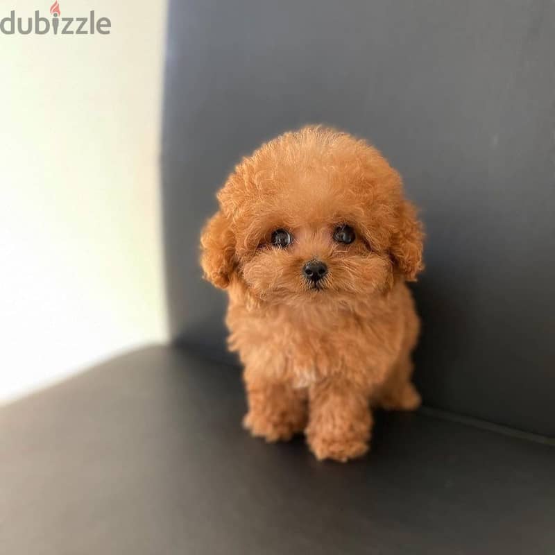 WhatsApp +4917629216066 toy poodle puppies 0