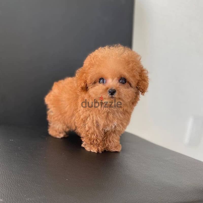 WhatsApp +4917629216066 toy poodle puppies 1