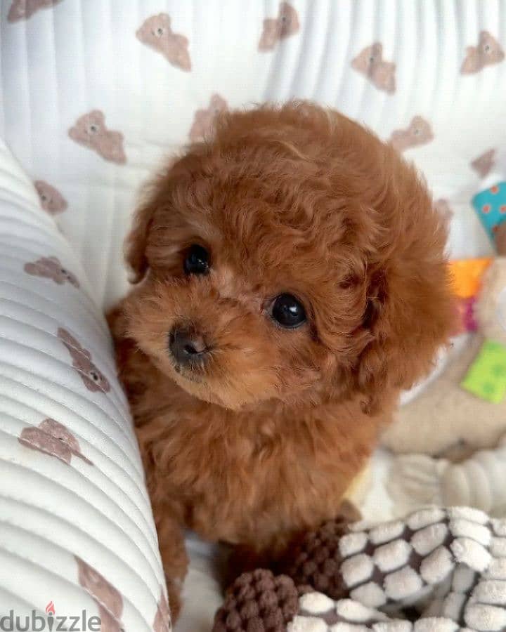 Cute poodle puppy WhatsApp me +491762926066 0