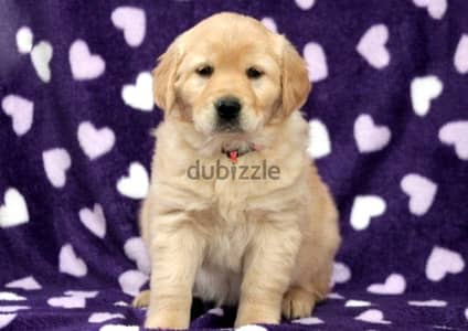 Golden retriever puppy for sale WhatsApp +4917629216066