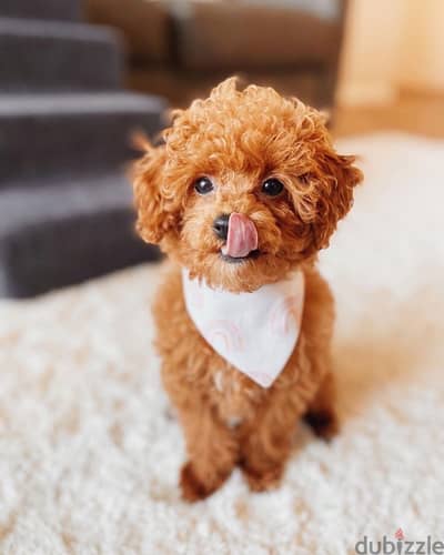 Female Tcup Poodle for sale