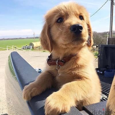 Male Golden retriever for sale