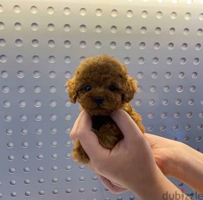 Tcup Poodle puppy for sale