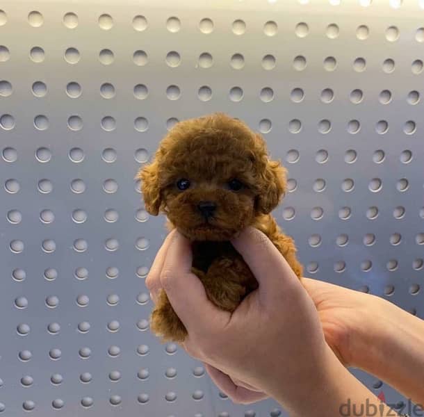 Tcup Poodle puppy for sale 0