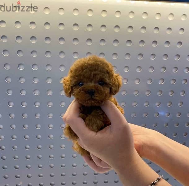 Tcup Poodle puppy for sale 1