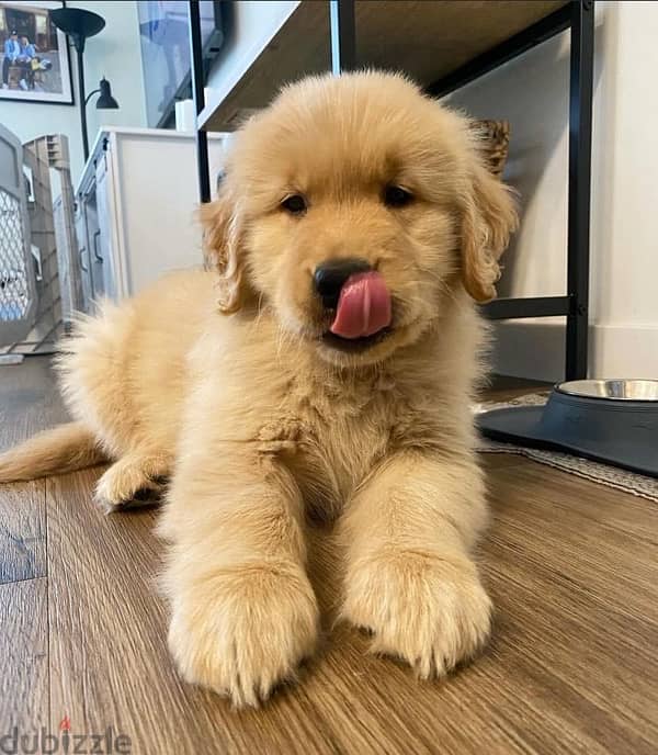 Golden retriever puppyv 0