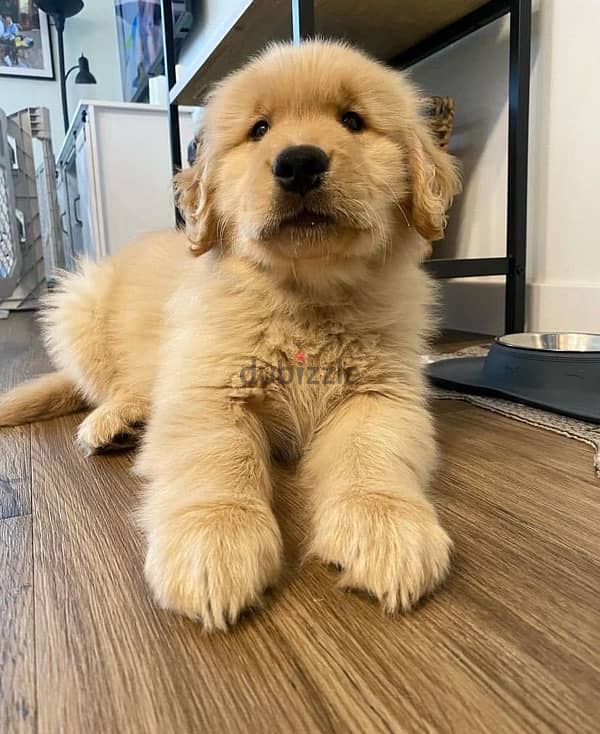 Golden retriever puppyv 1